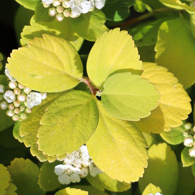 Spiraea betulifolia Island (Foliage)