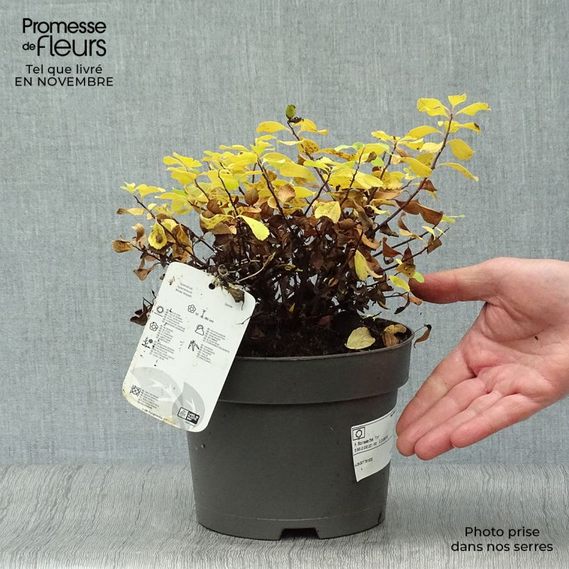 Spiraea betulifolia Tor 3L/4L pot sample as delivered in autumn