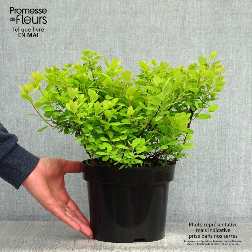 Spiraea betulifolia Tor Gold 3L/4L pot sample as delivered in spring