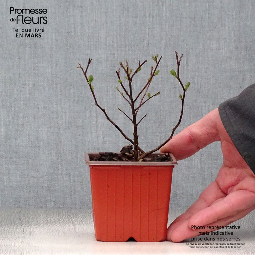 Spiraea betulifolia Tor 8/9 cm pot sample as delivered in spring