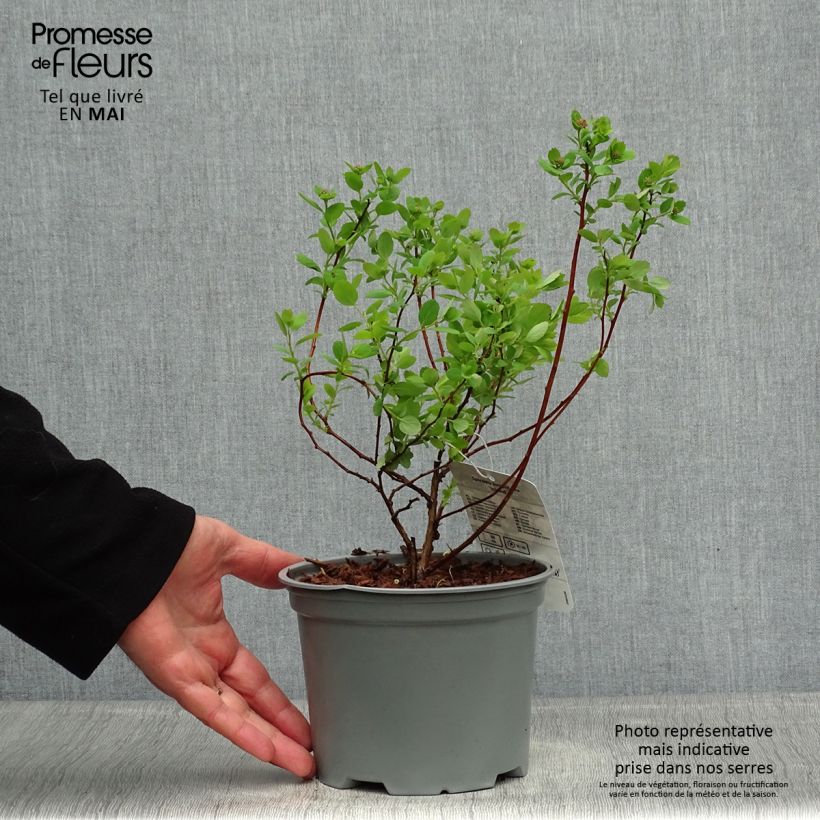 Spiraea betulifolia Island 2L/3L pot sample as delivered in spring