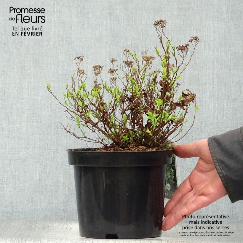 Spiraea japonica Albiflora 2L/3L pot sample as delivered in winter