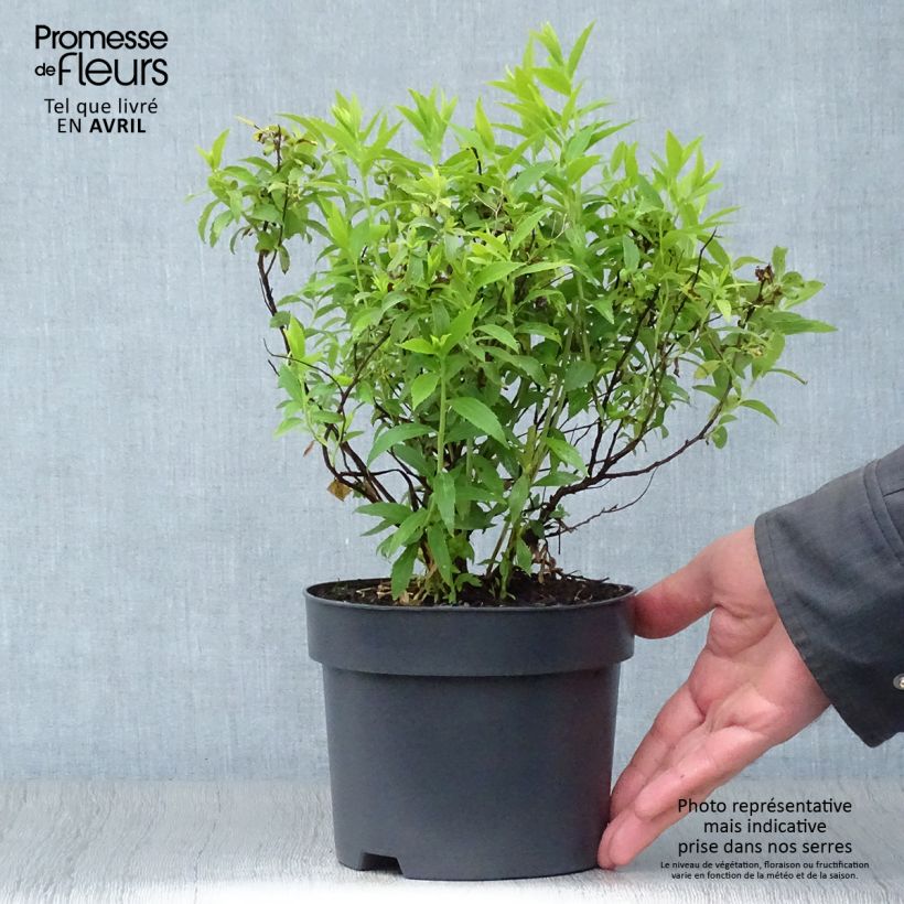 Spiraea japonica Albiflora 2L/3L pot sample as delivered in spring