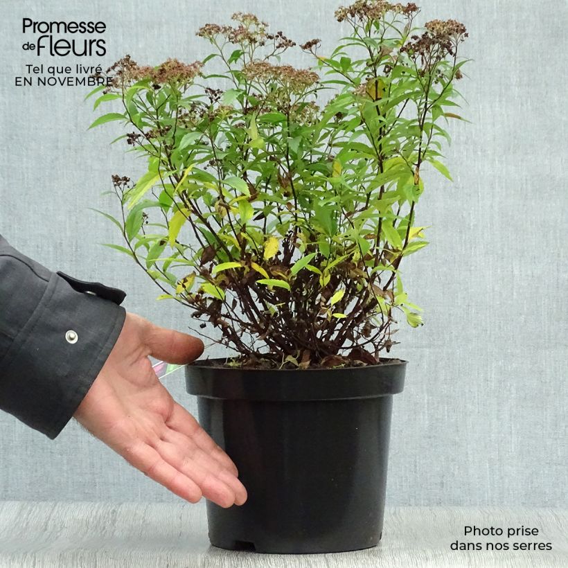 Spiraea japonica Anthony Waterer 3L/4L pot sample as delivered in autumn
