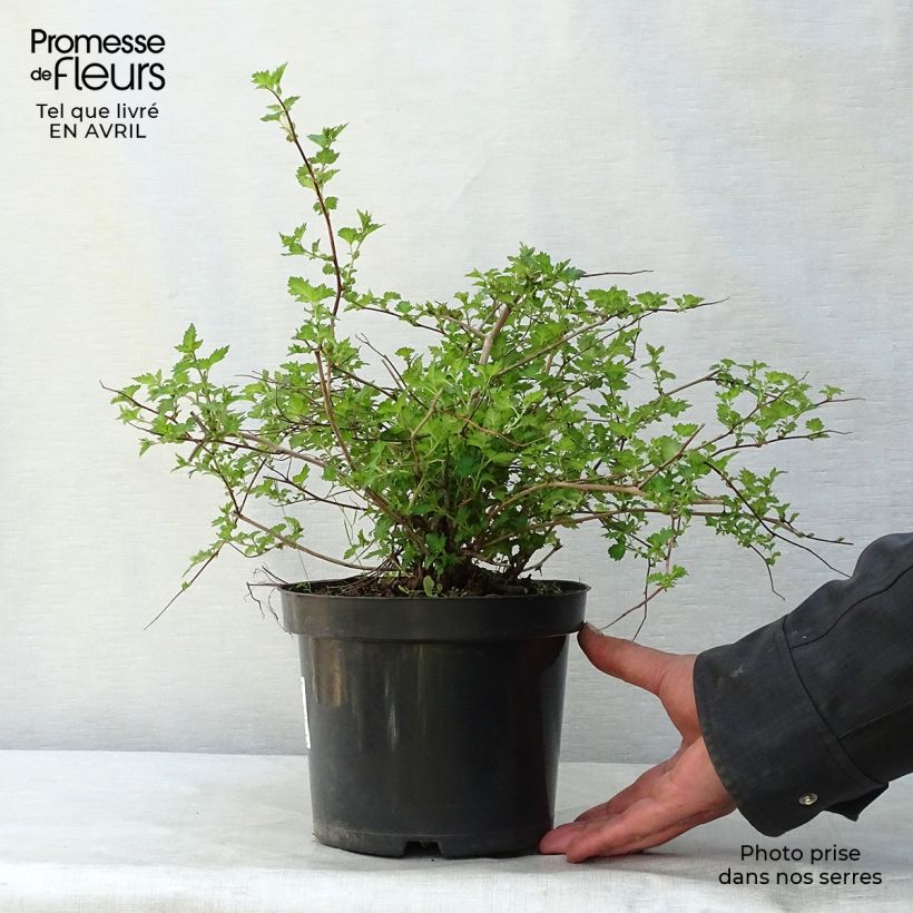 Spiraea japonica Crispa 1.5L/2L pot sample as delivered in spring