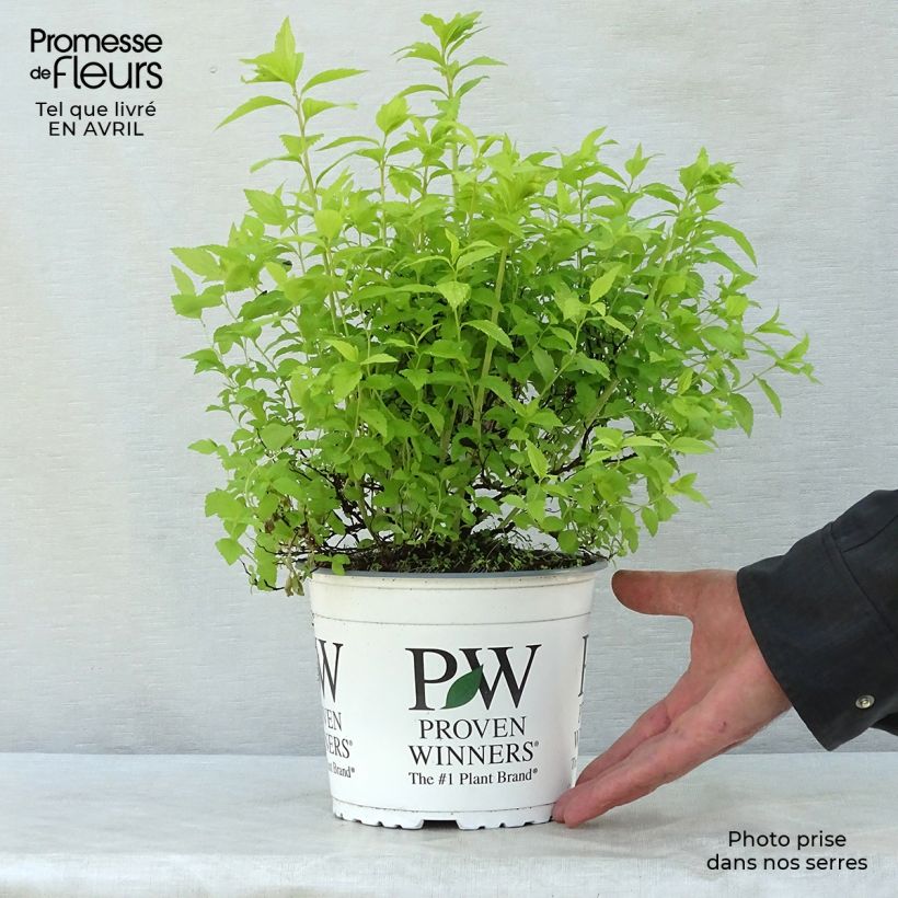 Spiraea japonica Double Play Gold 2L/3L pot sample as delivered in spring