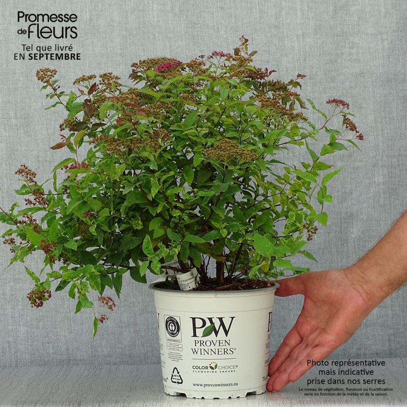 Spiraea japonica Double Play Red 2L/3L pot sample as delivered in autumn