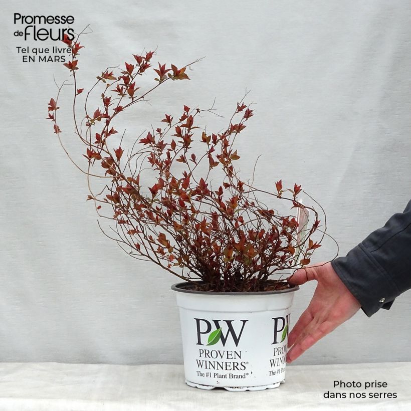 Spiraea japonica Double Play Red 2L/3L pot sample as delivered in spring
