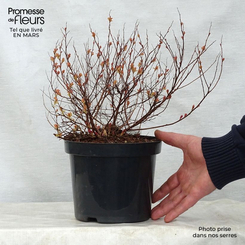 Spiraea japonica Firelight 3L/4L pot sample as delivered in spring