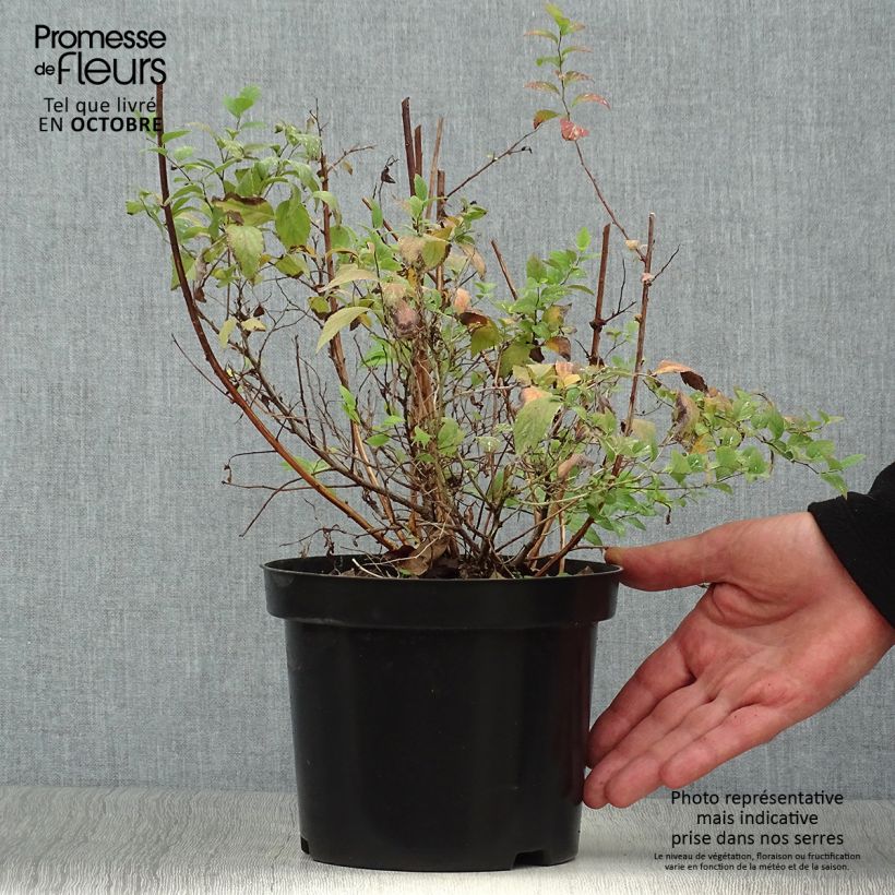 Spiraea japonica Firelight 3L/4L pot sample as delivered in autumn