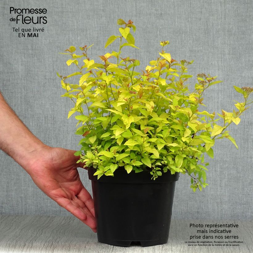 Spiraea japonica Golden Princess 2L/3L pot sample as delivered in spring