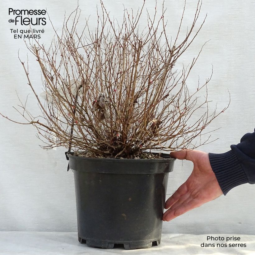 Spiraea japonica Goldflame 7.5L/10L pot sample as delivered in spring