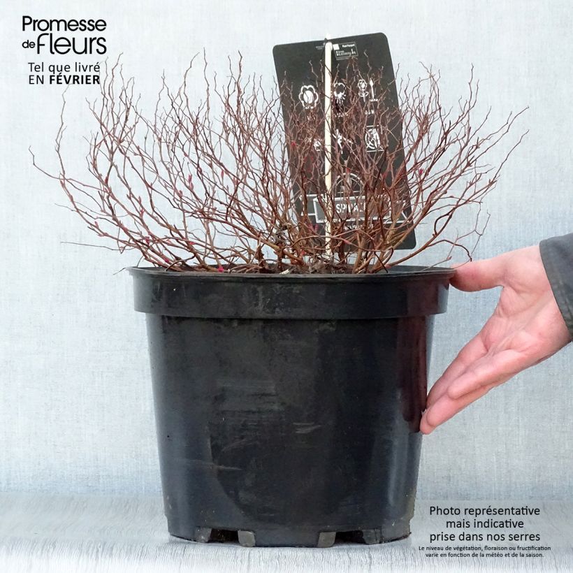 Spiraea japonica Goldflame 7.5L/10L pot sample as delivered in winter