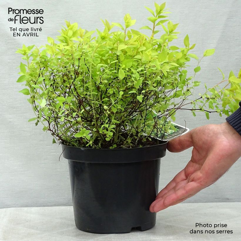 Spiraea japonica Goldmound 2L/3L pot sample as delivered in spring