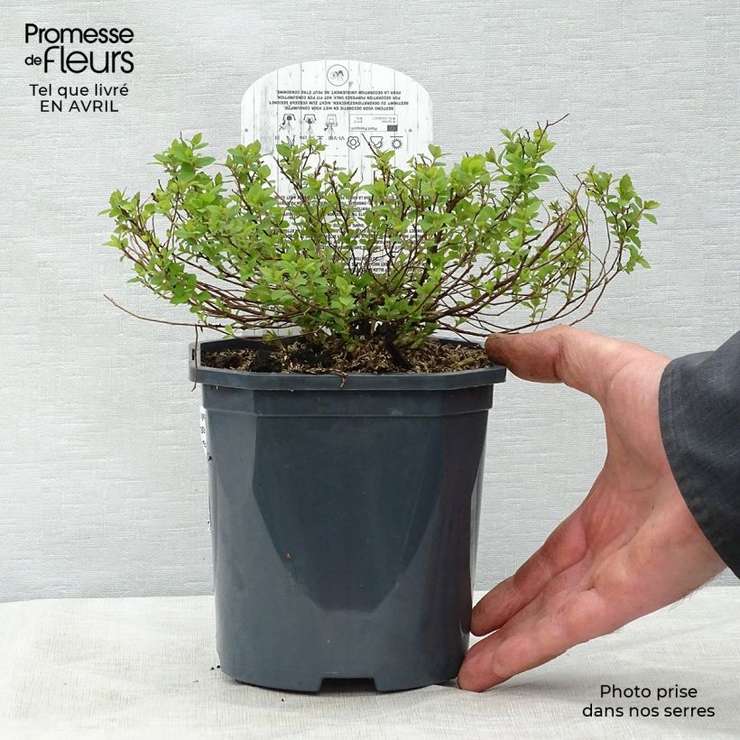 Spiraea japonica Little Princess 2L/3L pot sample as delivered in spring
