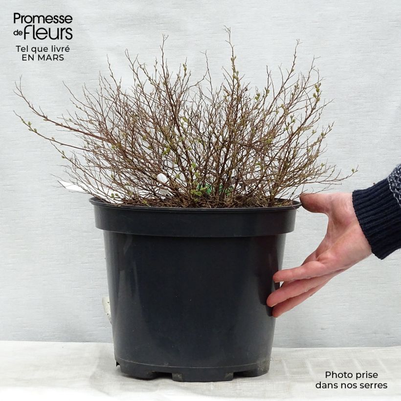 Spiraea japonica Little Princess 4L/5L pot sample as delivered in spring