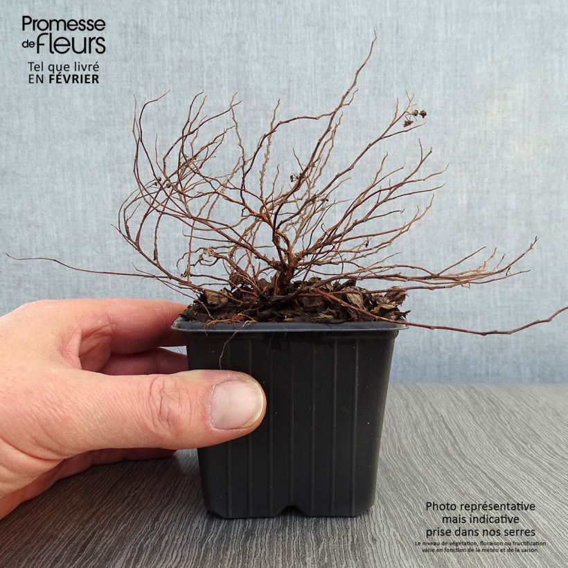 Spiraea japonica Little Princess 8/9 cm pot sample as delivered in winter