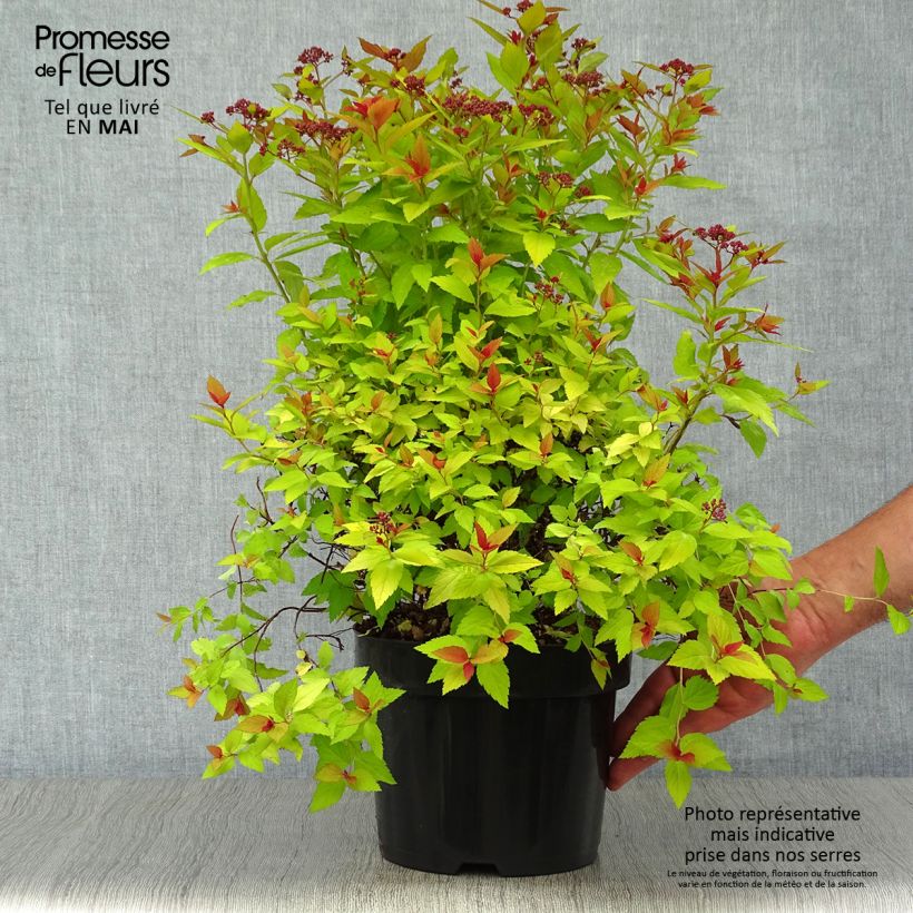 Spiraea japonica Magic Carpet 2L/3L pot sample as delivered in spring