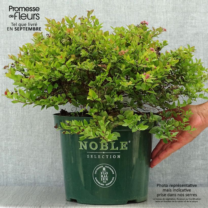 Spiraea japonica Magic Carpet 4L/5L pot sample as delivered in autumn