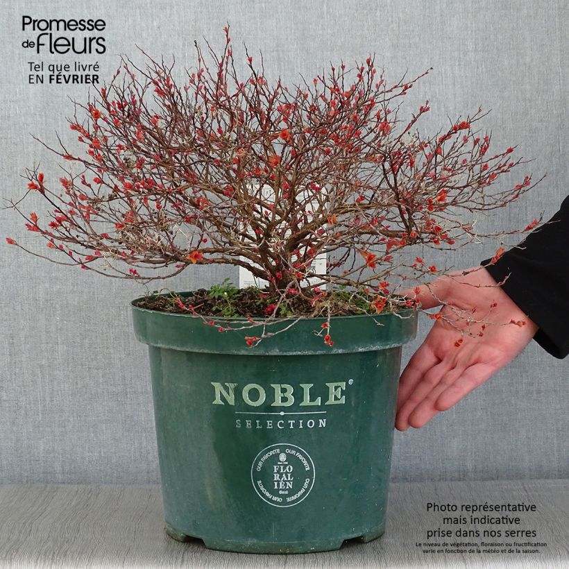 Spiraea japonica Magic Carpet 4L/5L pot sample as delivered in winter