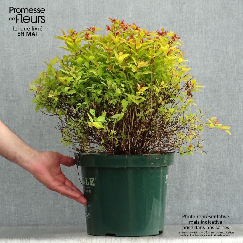 Spiraea japonica Magic Carpet 4L/5L pot sample as delivered in spring