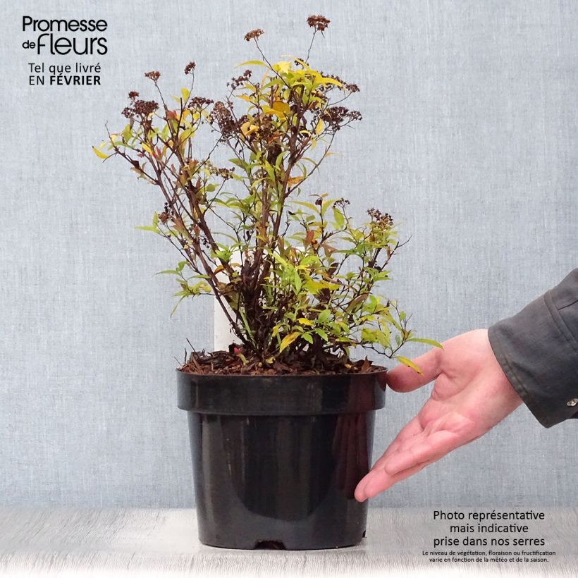 Spiraea japonica Shirobana or Genpei 2L/3L pot sample as delivered in winter