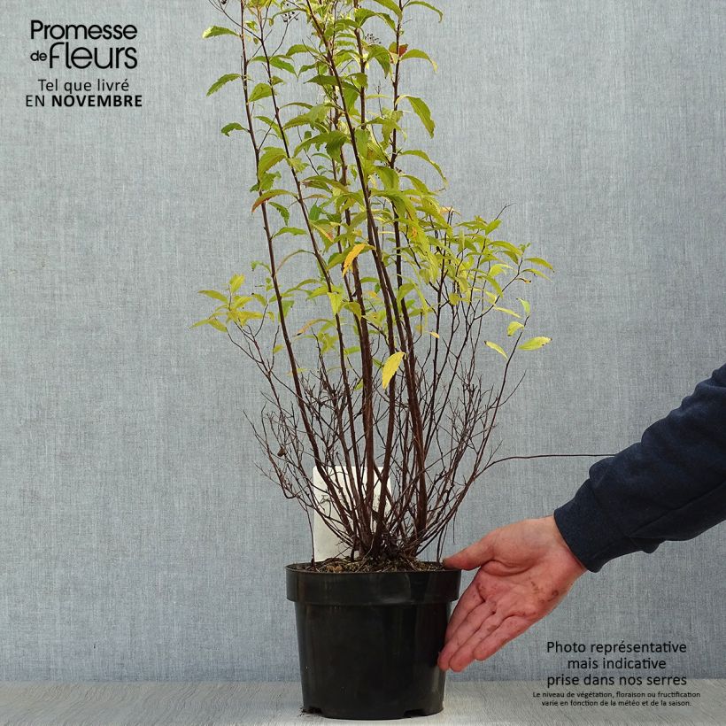 Spiraea japonica Shirobana or Genpei 2L/3L pot sample as delivered in autumn