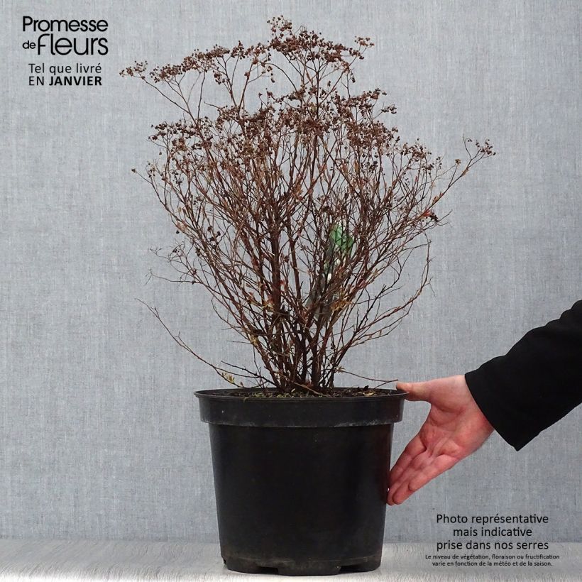 Spiraea japonica Shirobana or Genpei 7.5L/10L pot sample as delivered in winter