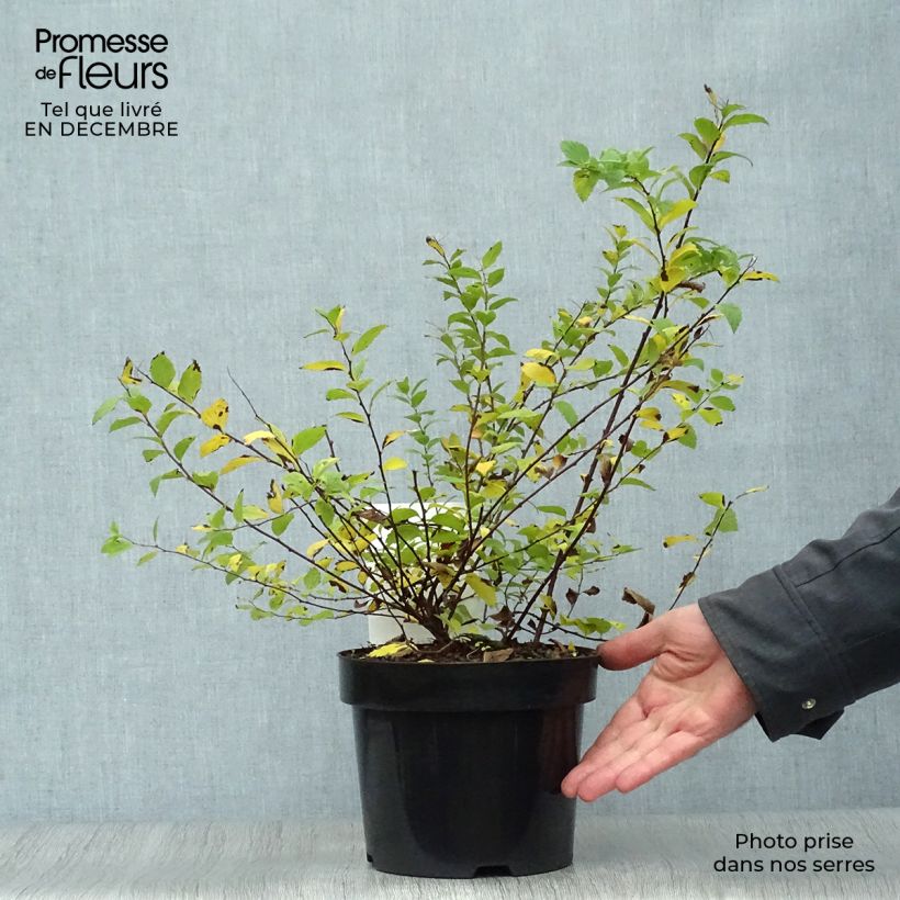 Spiraea japonica Sparkling Champagne 3L/4L pot sample as delivered in winter