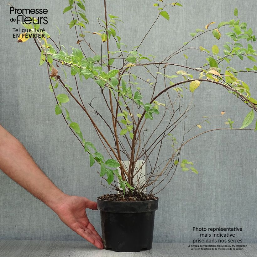 Spiraea japonica Sparkling Champagne 3L/4L pot sample as delivered in autumn