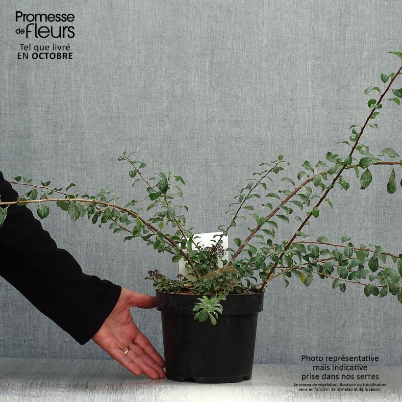Spiraea nipponica White Carpet 3L/4L pot sample as delivered in autumn