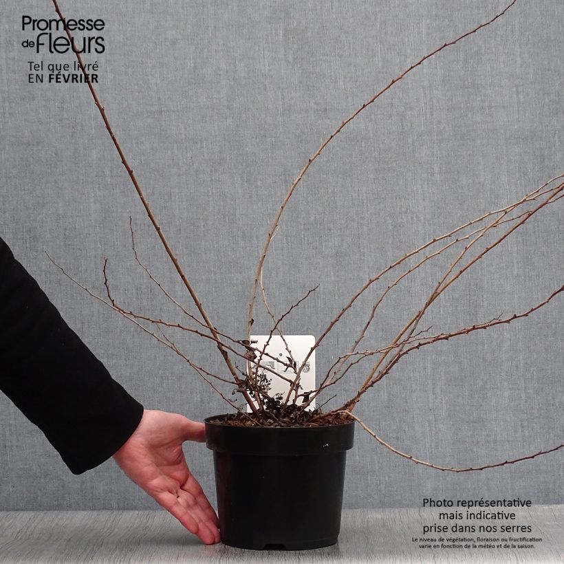 Spiraea nipponica White Carpet 3L/4L pot sample as delivered in winter