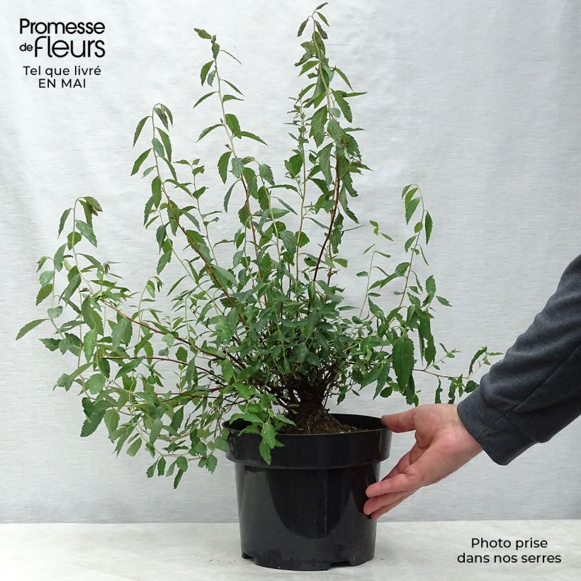 Spiraea japonica Anthony Waterer 4L/5L pot sample as delivered in spring