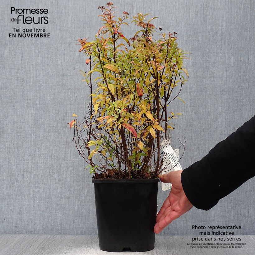 Spiraea japonica Anthony Waterer 4L/5L pot sample as delivered in autumn