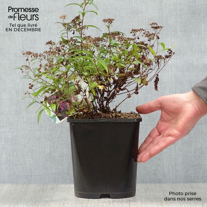 Spiraea japonica Anthony Waterer 4L/5L pot sample as delivered in winter