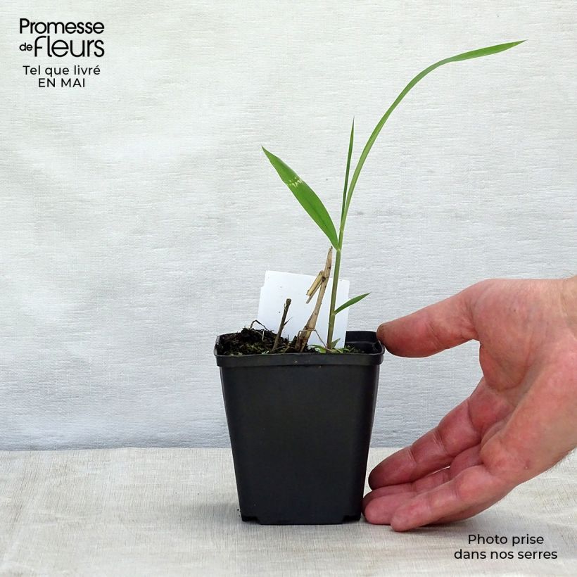 Spodiopogon sibiricus 8/9 cm pot sample as delivered in spring