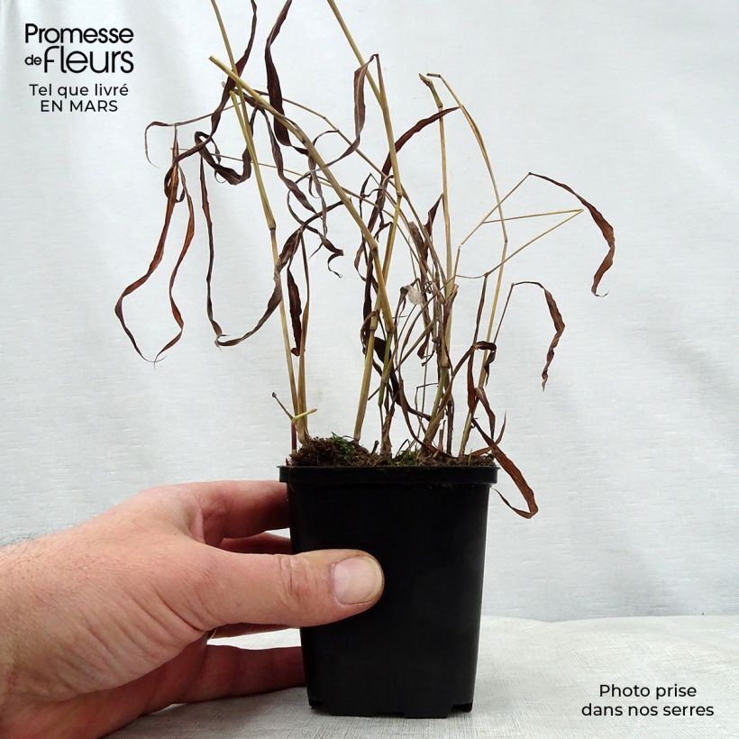 Spodiopogon sibiricus West Lake 8/9 cm pot sample as delivered in spring