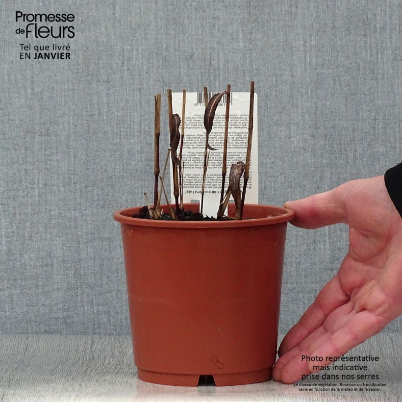 Spodiopogon sibiricus West Lake 1L/1.5L pot sample as delivered in winter