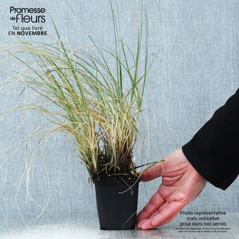 Sporobolus 'JS Delicatesse' 8/9 cm pot sample as delivered in autumn
