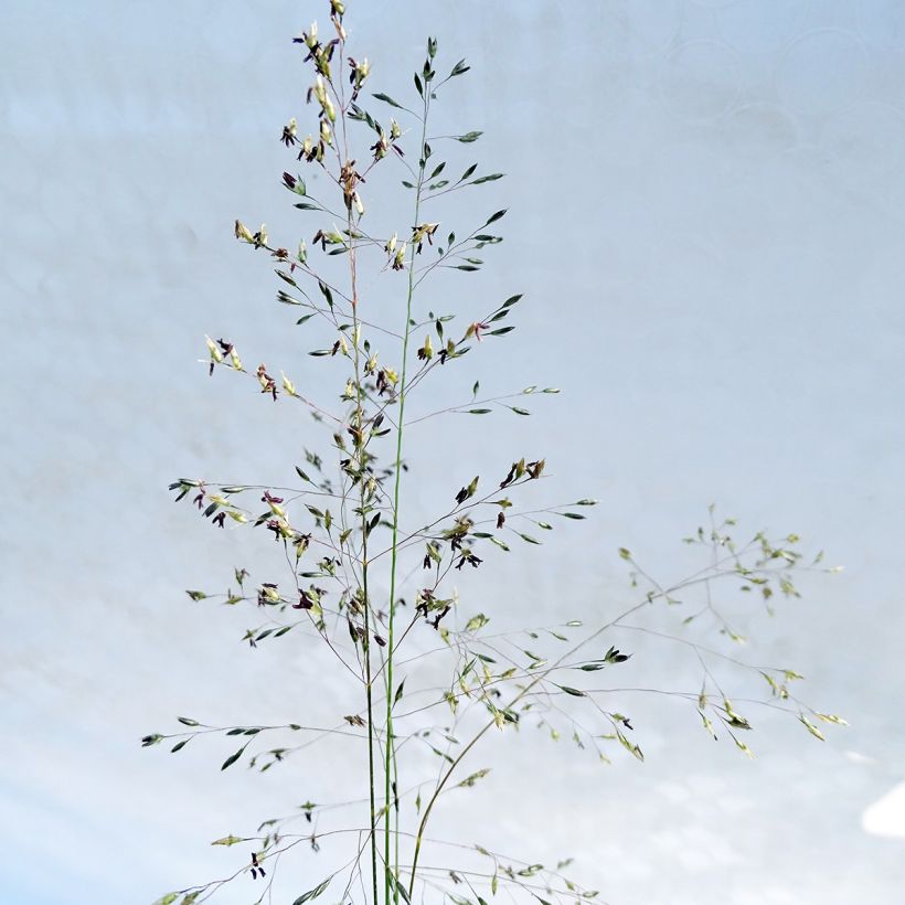 Sporobolus heterolepis  (Flowering)