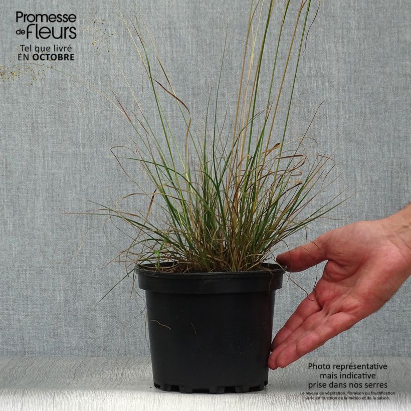 Sporobolus heterolepis  2L/3L pot sample as delivered in autumn