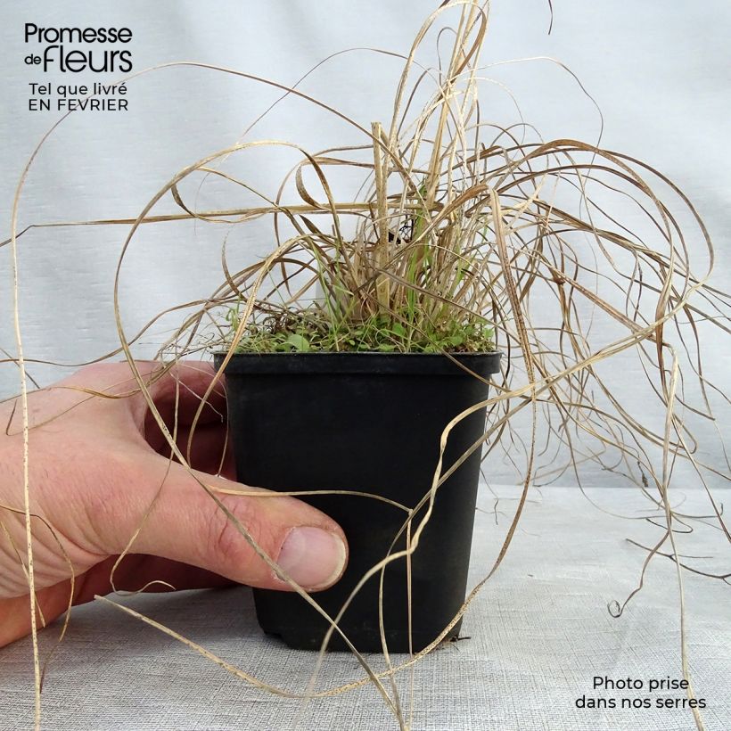 Sporobolus heterolepis Wisconsin Strain 8/9 cm pot sample as delivered in winter