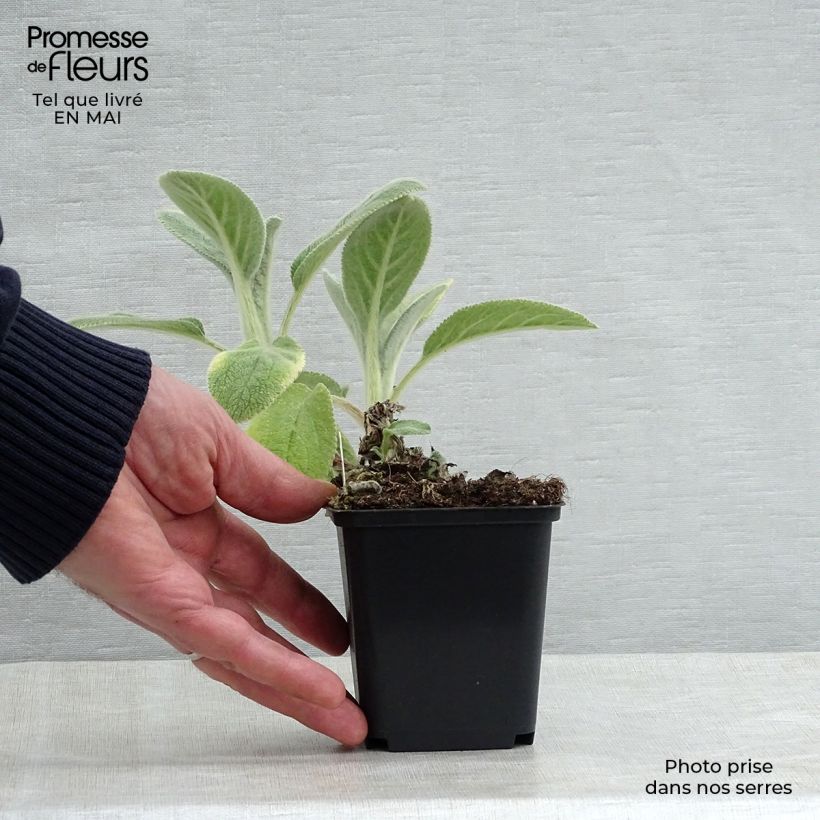 Stachys byzantina Big Ears 8/9 cm pot sample as delivered in spring