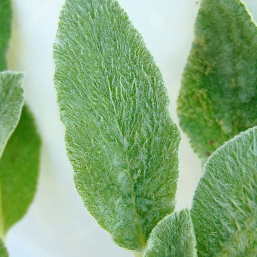 Stachys byzantina (Foliage)