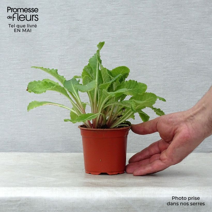 Stachys byzantina 8/9 cm pot sample as delivered in spring