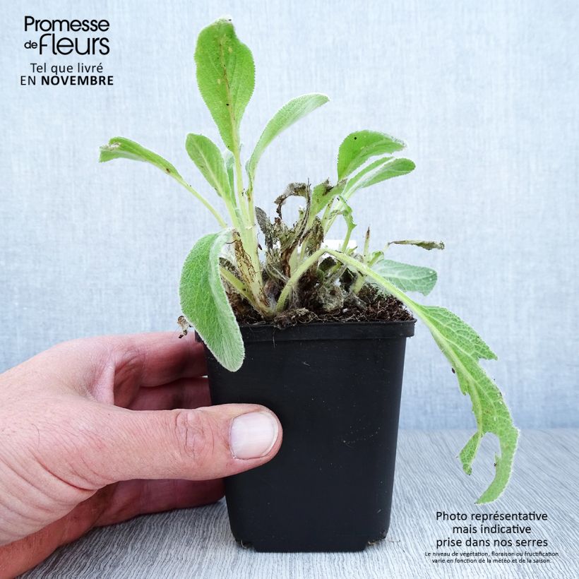 Stachys byzantina 8/9 cm pot sample as delivered in autumn