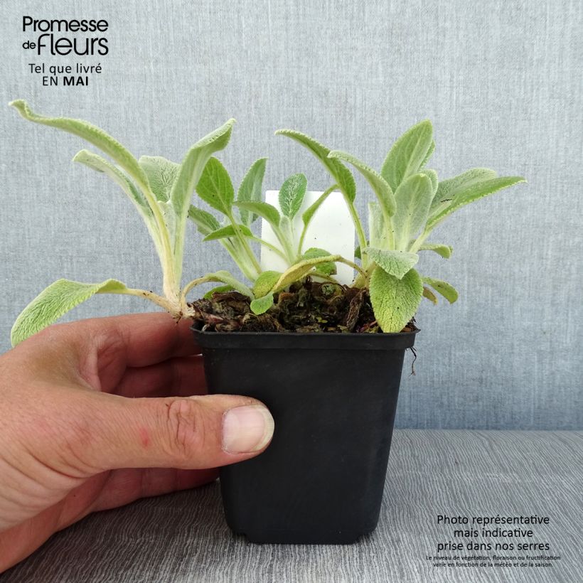 Stachys byzantina Silver Carpet 8/9 cm pot sample as delivered in spring