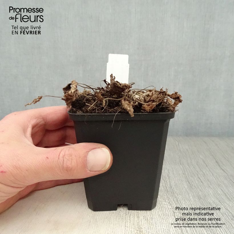 Stachys grandiflora superba 8/9 cm pot sample as delivered in winter