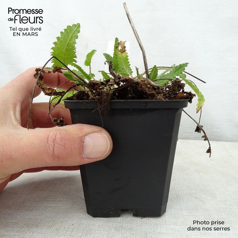 Stachys monieri Rosea 8/9 cm pot sample as delivered in spring