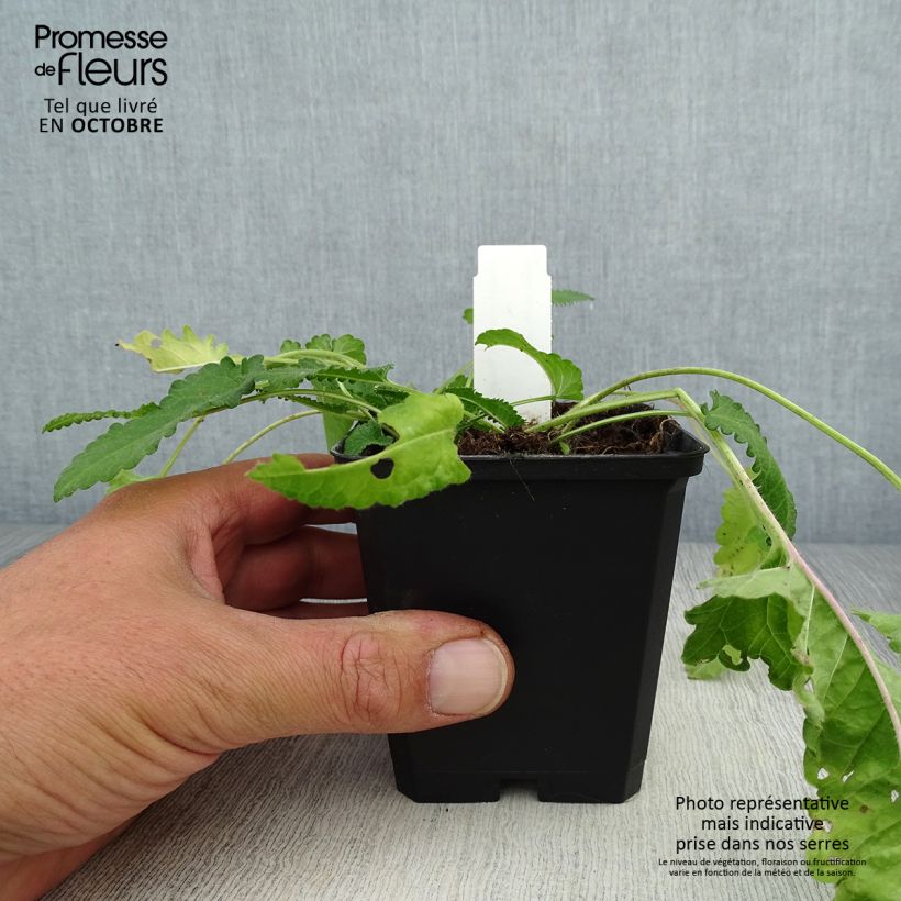 Stachys monieri Rosea 8/9 cm pot sample as delivered in autumn